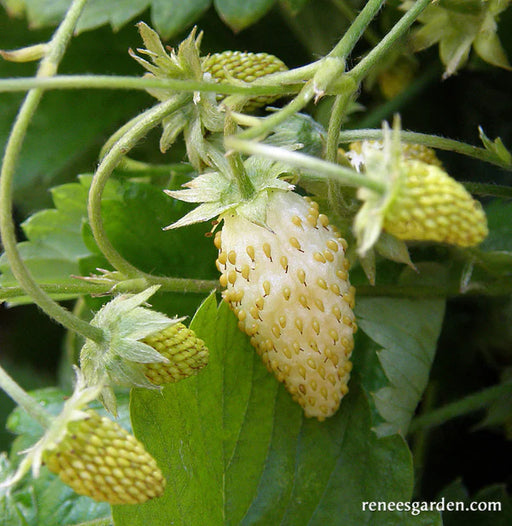 strawberry pineapple plant Alpine Pineapple Strawberry