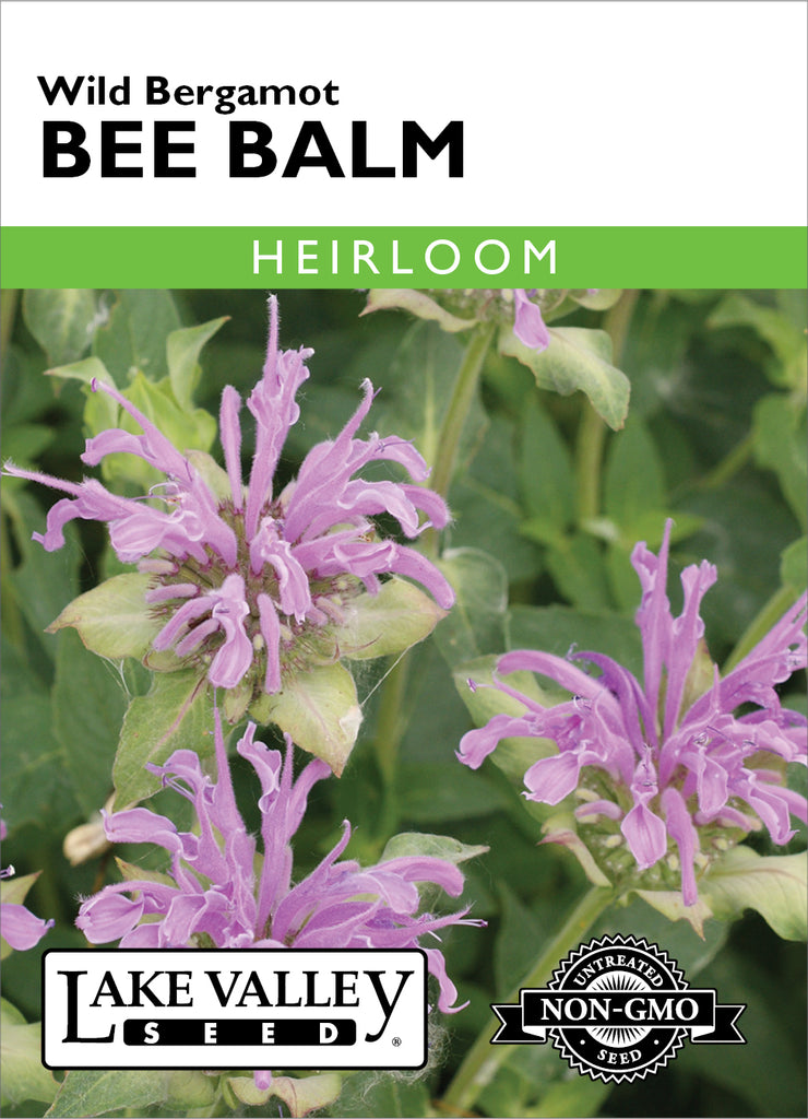 planting bergamot seeds Bee Balm Wild Bergamot (Pkt)