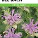 Bee Balm Wild Bergamot (Pkt)