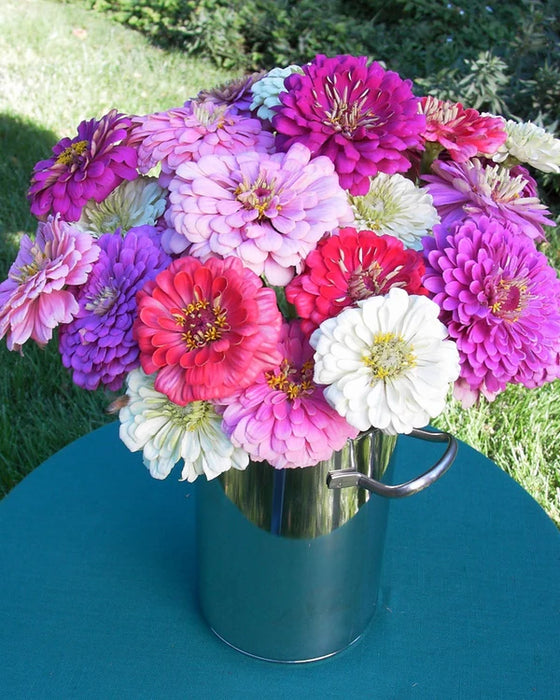 Zinnia Cool Crayon Colors