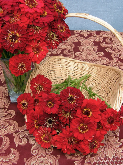 Zinnia Moulin Rouge