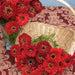 Zinnia Moulin Rouge