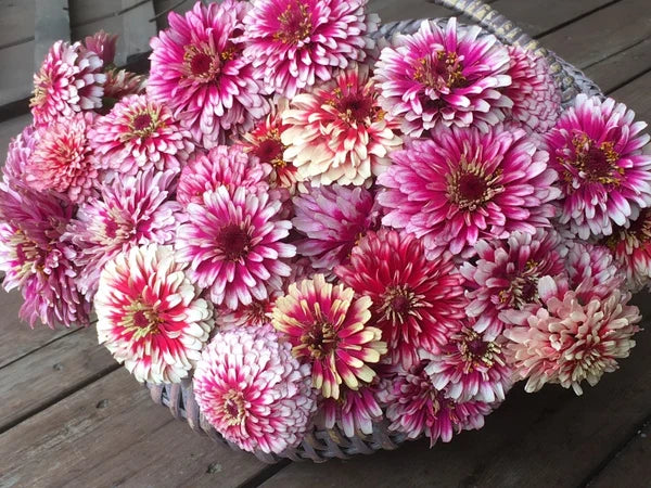 Zinnia Summer Pinwheels