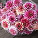 Zinnia Summer Pinwheels