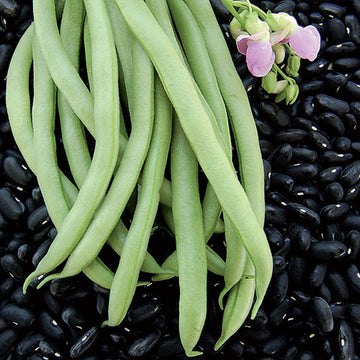 https://rohrerseeds.com/cdn/shop/products/0201-black-valentine-bean_360x.jpg?v=1649249602