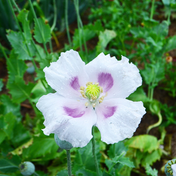 Elka White Poppy (Organic)