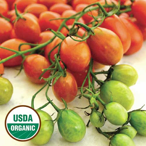 Cherry Roma Cherry Roma Tomato — Rohrer Seeds