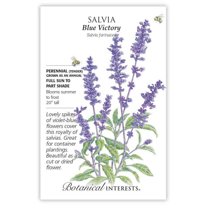 Blue Victory Salvia