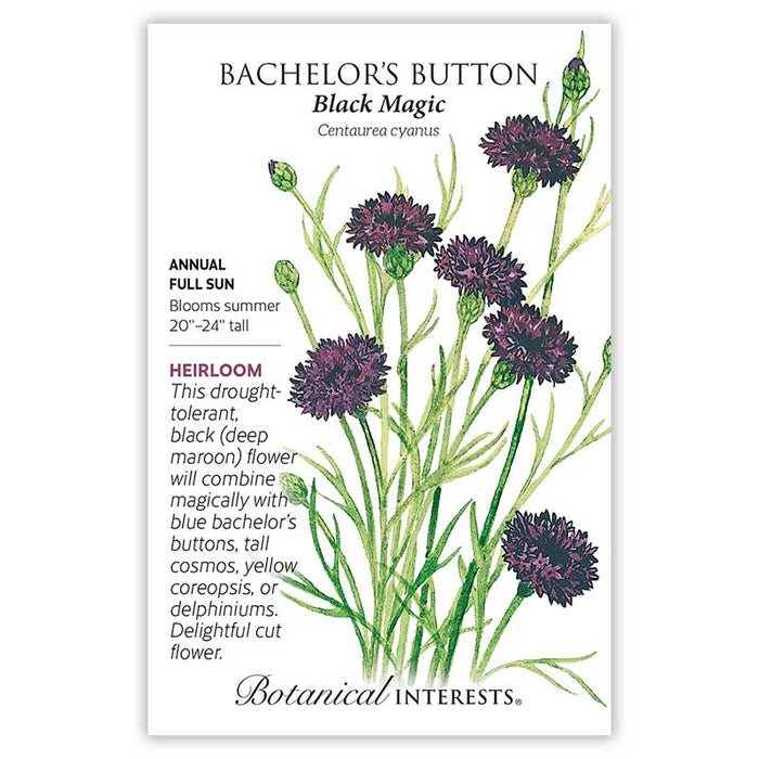 Black Magic Bachelor Button — Rohrer Seeds