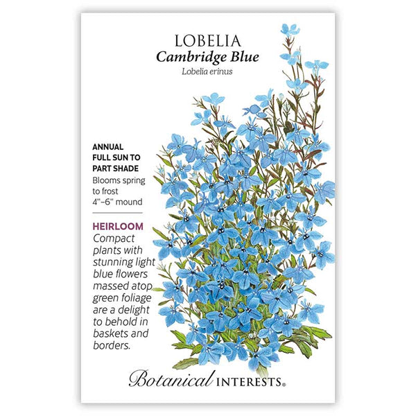 Cambridge Blue Lobelia