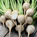 Albino Beets grown from seed on a wooden background.