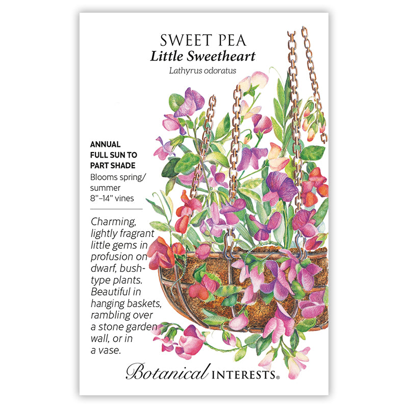 Little Sweetheart Sweet Pea — Rohrer Seeds