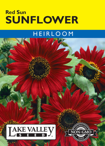 Red Sun Sunflower (Pkt)