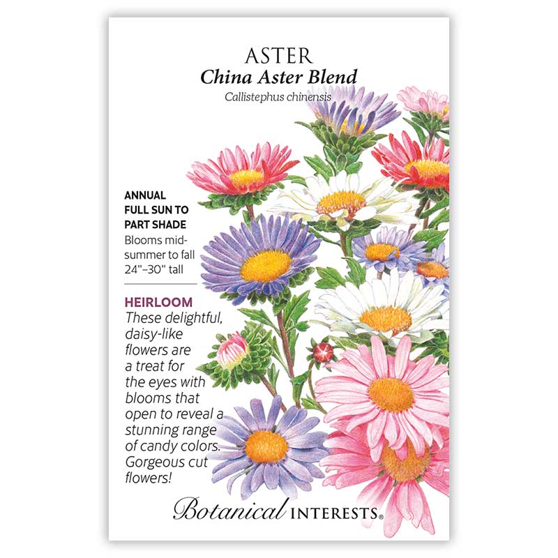 chinese aster plant China Aster Blend Aster Seeds