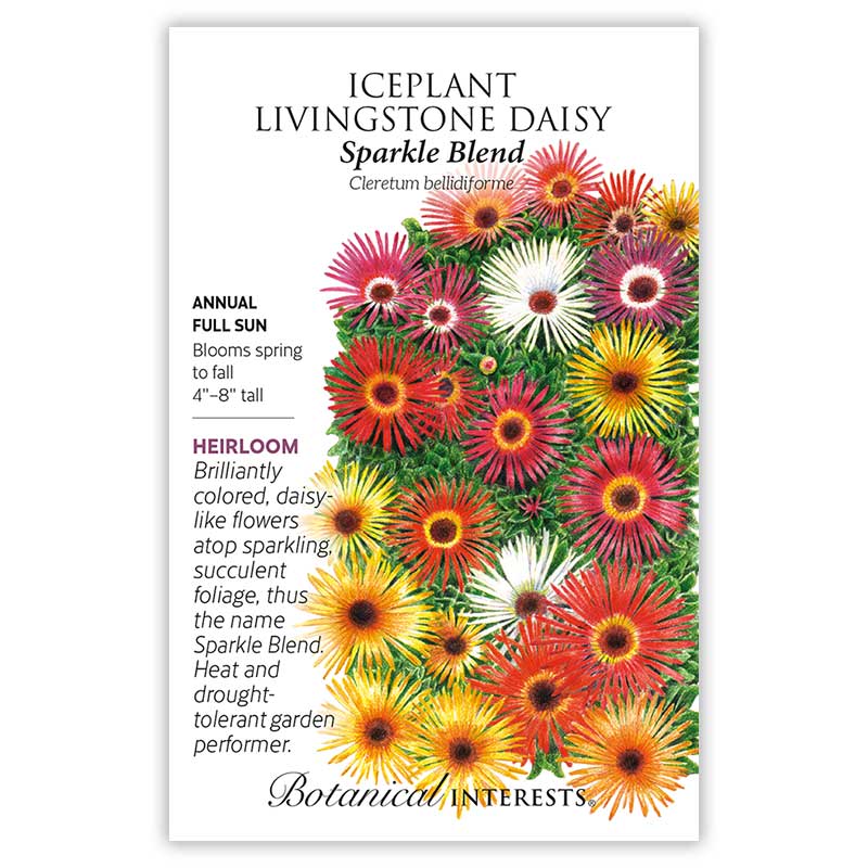 Daisy Flowers, Dried - Wild Harvested – Tame the Spirit