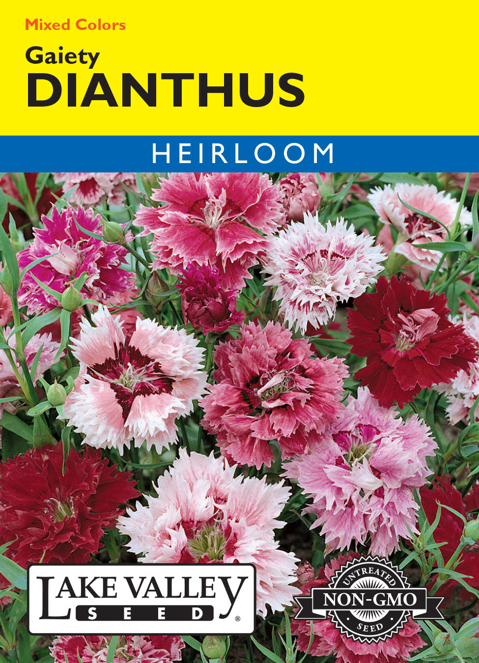 Dianthus