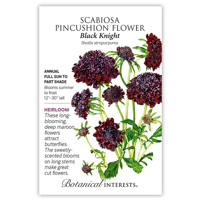 Black Knight Scabiosa