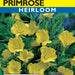 Evening Primrose Yellow (Pkt)