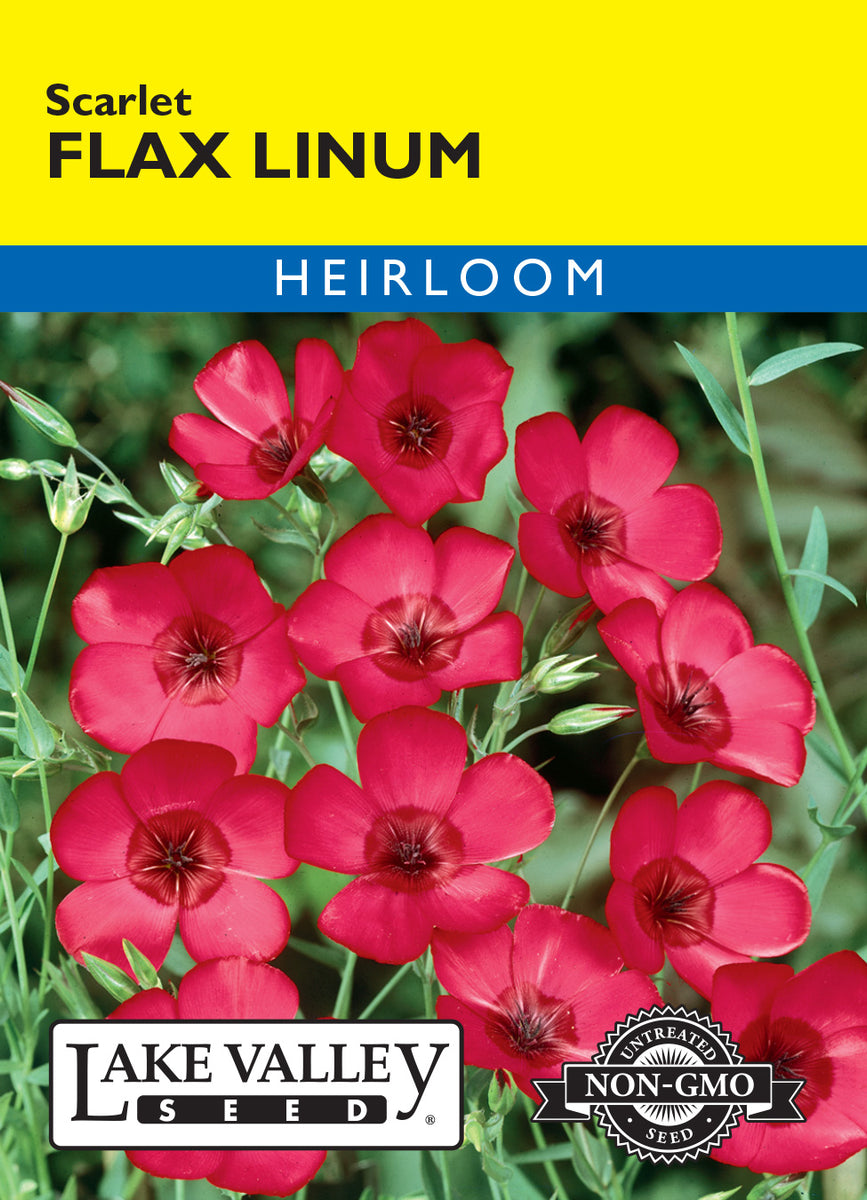 scarlet flax flower seeds Lake Valley Flax Linum Scarlet Seed