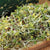 Sprouting Seeds - Broccoli