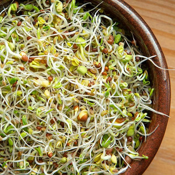 Sprouting Seeds - Spring Salad Mix — Rohrer Seeds