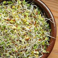 Sprouting Seeds - Spring Salad Mix