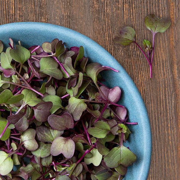 Rambo Radish Microgreens — Rohrer Seeds