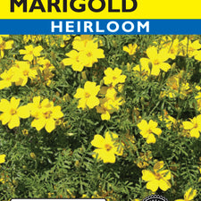 lemon gem marigold seeds Lemon Gem Marigold — Rohrer Seeds