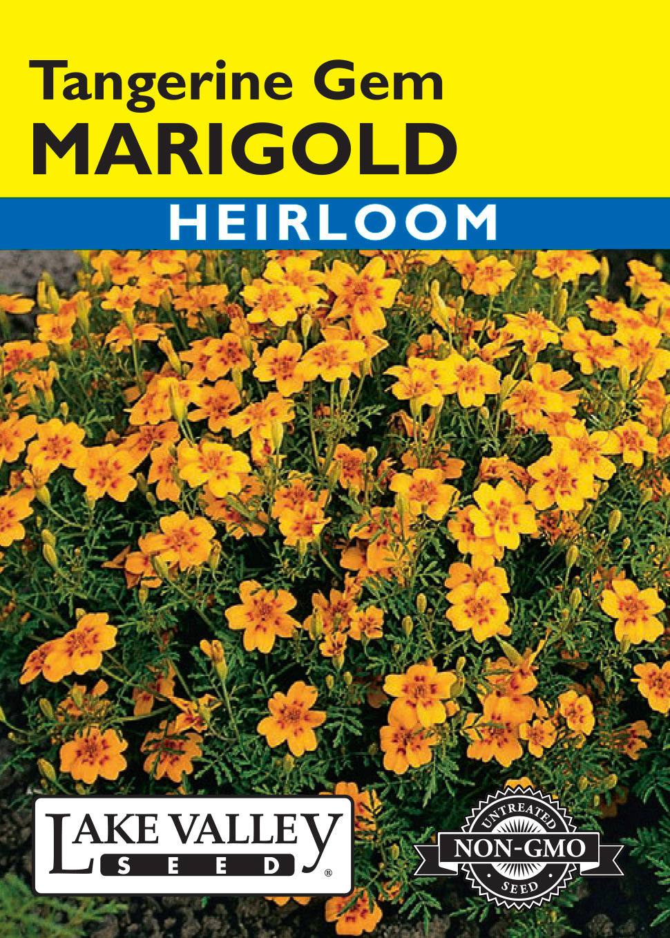 gem marigold seeds Lake Valley Marigold Tangerine Gem Seed