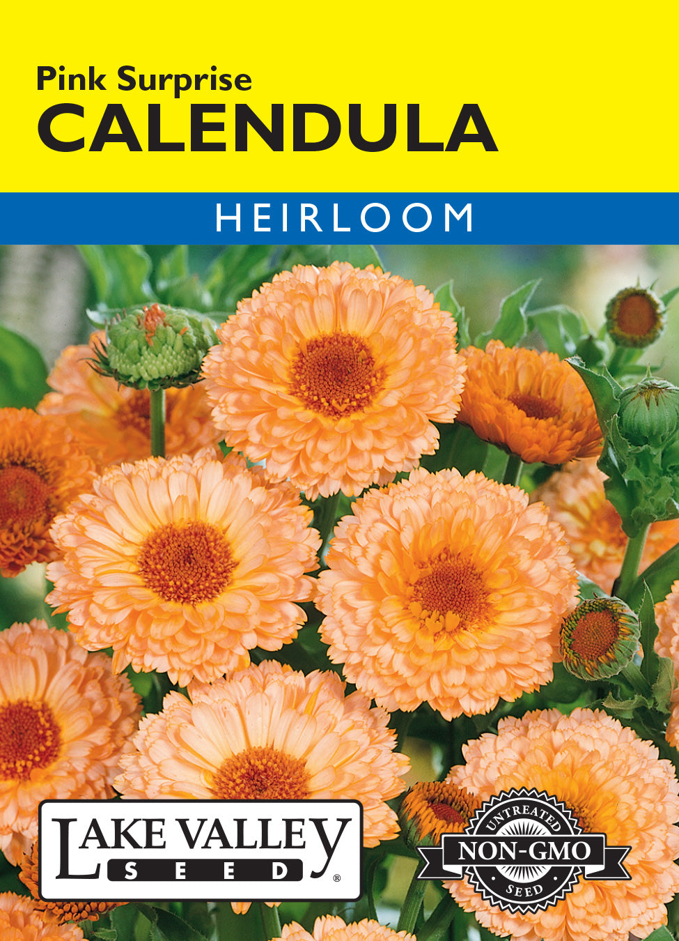 Calendula