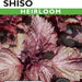 Shiso Red Perilla (Pkt)