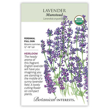 Lavender Dwarf Munstead