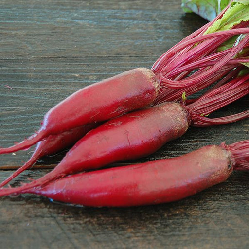 Organic Cylindra beets grown from seed resting on a wooden background.