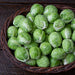Dagan F1 Brussel Sprouts