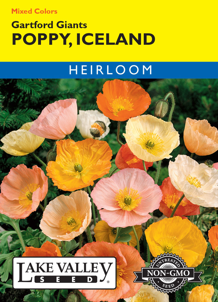 248-poppy-