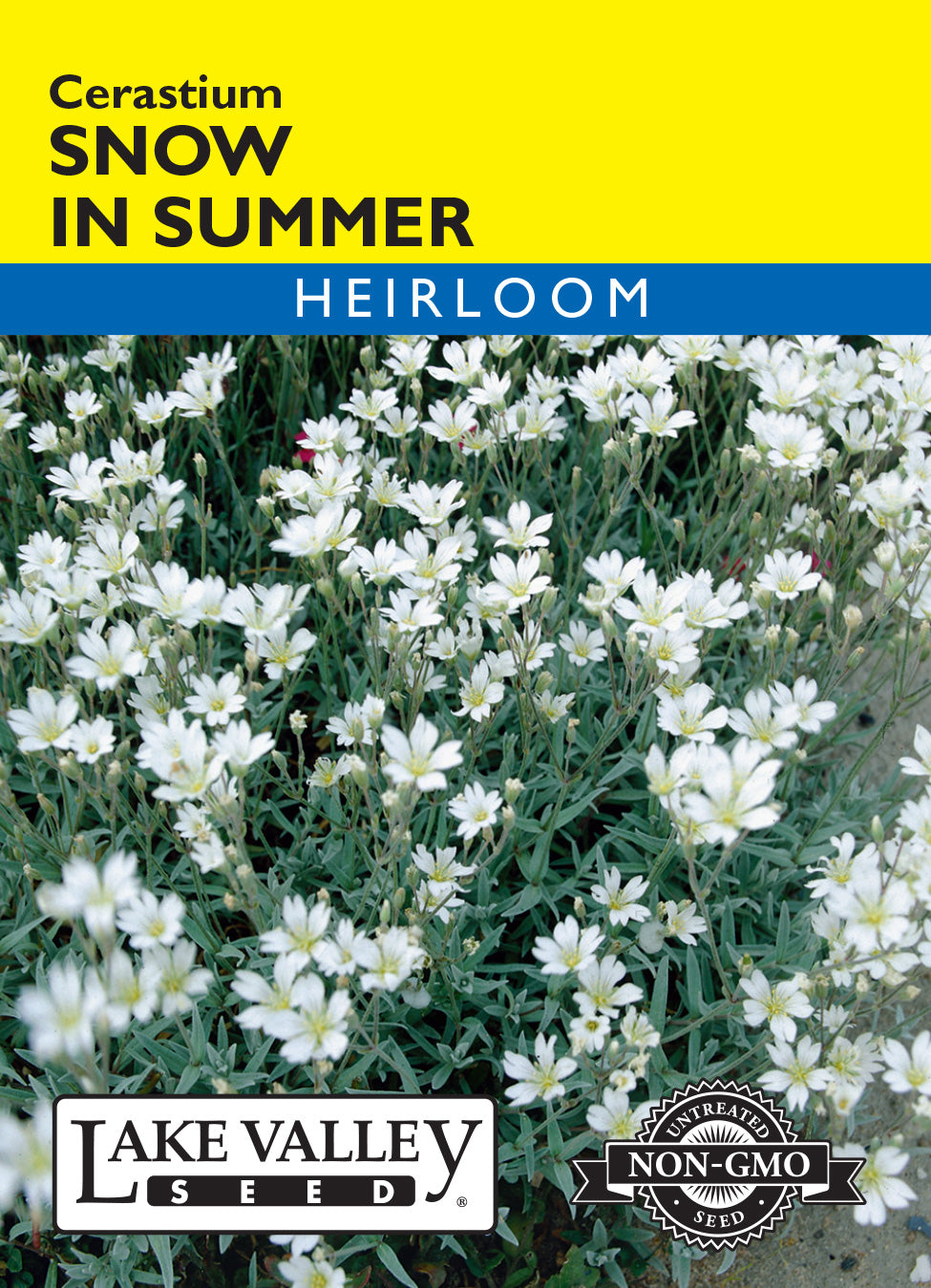 planting snow in summer seeds Snow In Summer