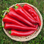Corno Di Toro Sweet Red Pepper