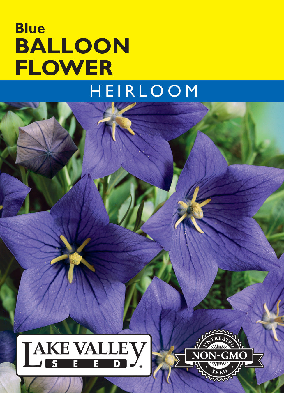 Blue Balloon Flower — Rohrer Seeds