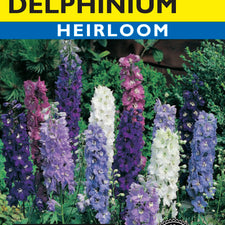 Magic Fountains Delphinium - Mixed Colors — Rohrer Seeds