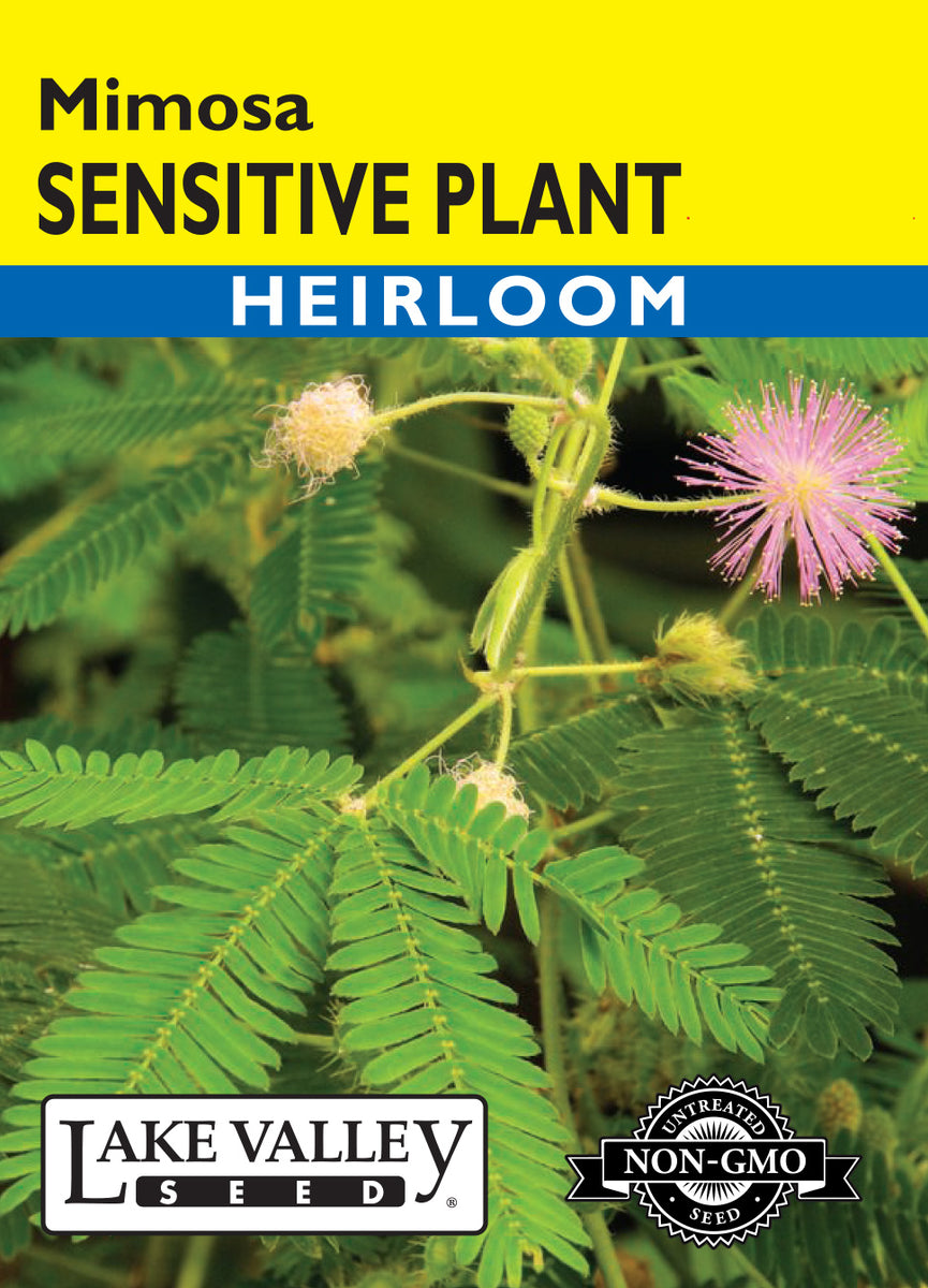Sensitive Plant (Mimosa) Heirloom