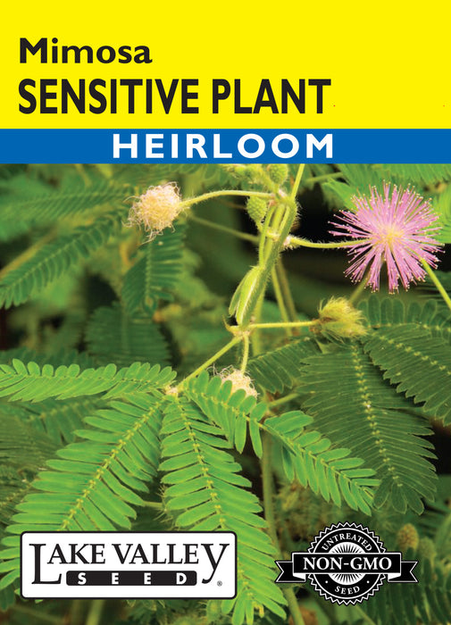 growing sensitive plant from seed Sensitive Plant Mimosa — Rohrer Seeds