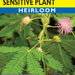 Sensitive Plant Mimosa (Pkt)