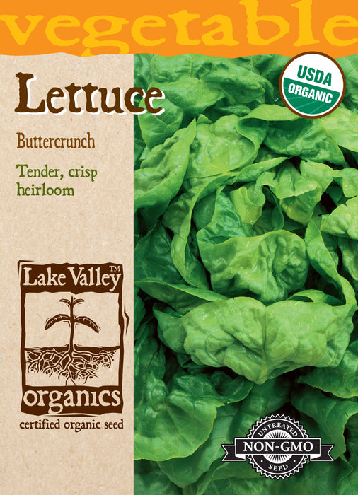 Organic Buttercrunch Lettuce