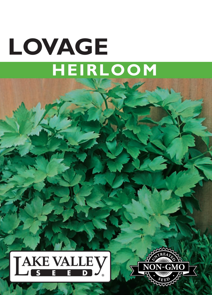 lovage plant seeds Lake Valley, Lovage