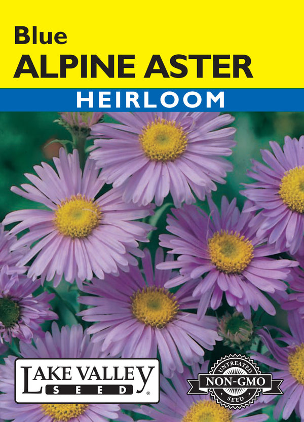 Aster Alpine Blue (Pkt)