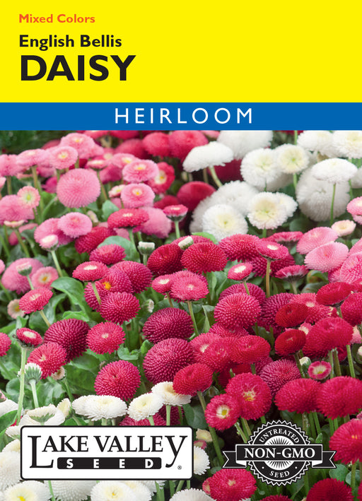 bellis flower seeds Daisy English Bellis Mixed Colors Heirloom