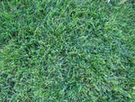Good Turf Lawn Mix - A Grass Seed Blend of Two Rye Grasses, Blue Grass and Fine Fescue To Provide Good Color and Superior Growing