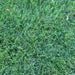 Supersport Grass Seed Mix - This Lush Grass Seed Blend of Kentucky Bluegrass and Perennial Rye Grass Seed Will Make You the Envy of the Neighborhood.