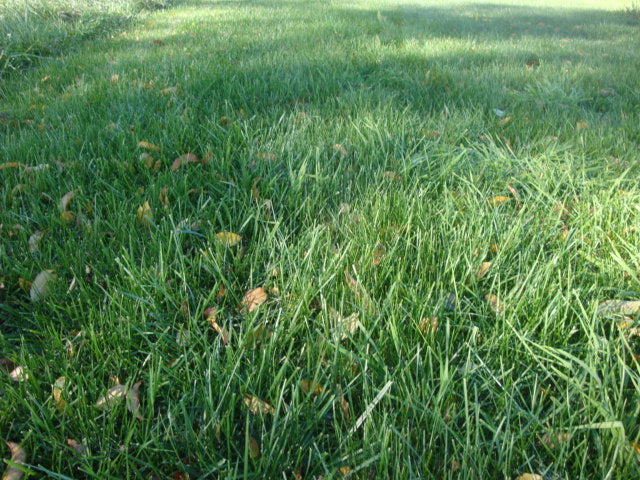 pro mix low maintenance grass seed Low Maintenance Grass Seed — Rohrer Seeds