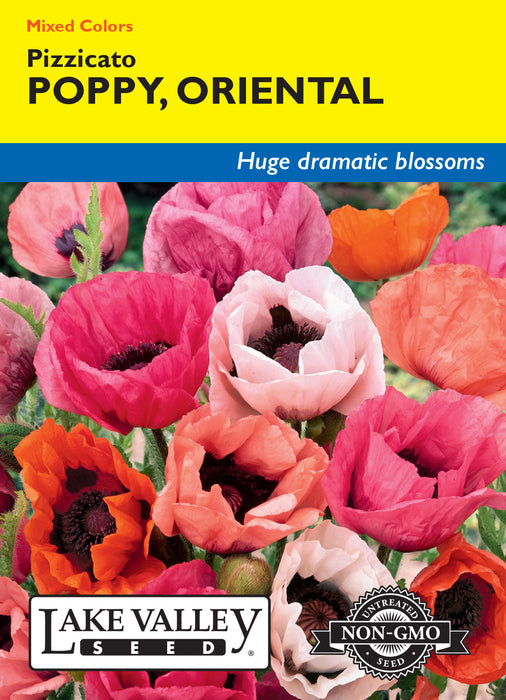 Oriental Pizzicato Poppy Mixed Colors